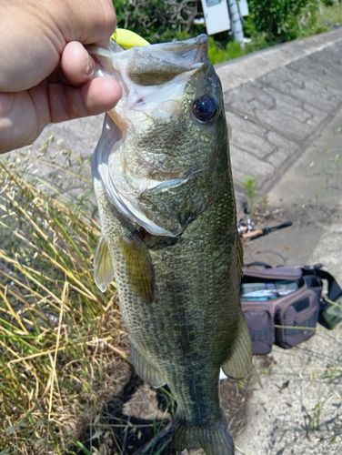 ラージマウスバスの釣果
