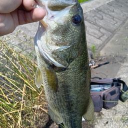 ラージマウスバス