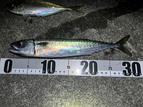 サバの釣果