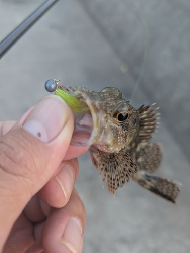 釣果