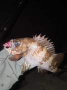 メバルの釣果