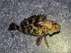 カサゴの釣果