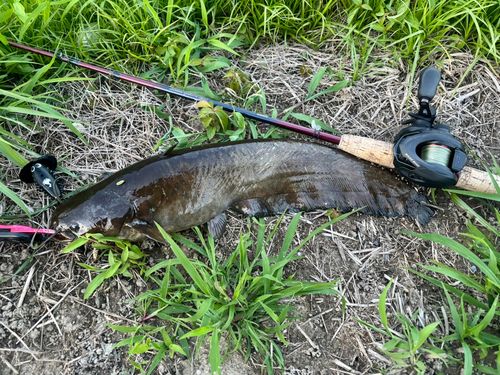 ナマズの釣果