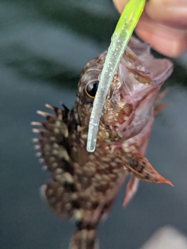 アラカブの釣果