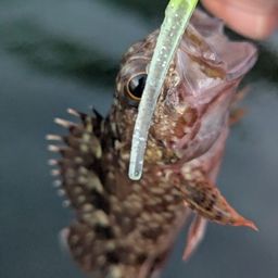 アラカブ