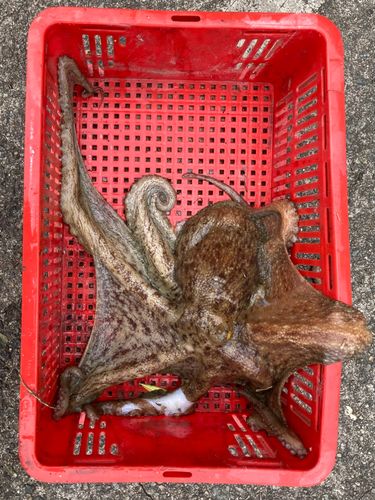 タコの釣果