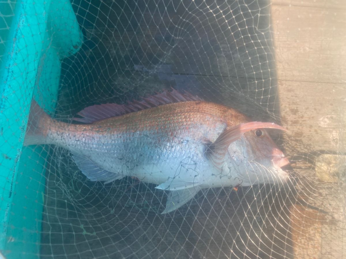 Iceman178さんの釣果 1枚目の画像