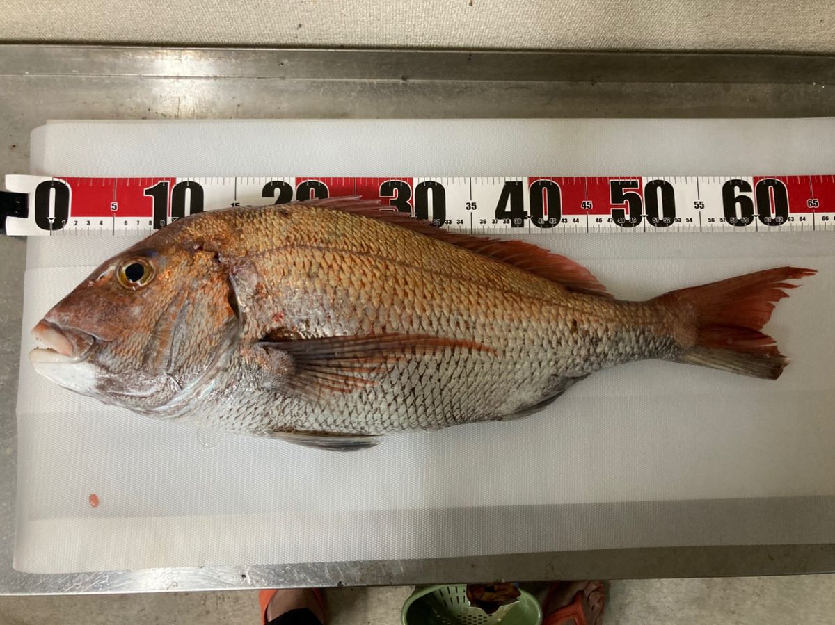 Iceman178さんの釣果 2枚目の画像