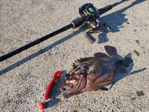 ソイの釣果