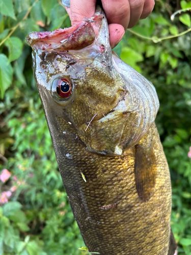 スモールマウスバスの釣果