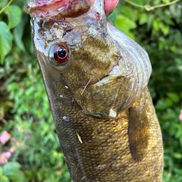 スモールマウスバス