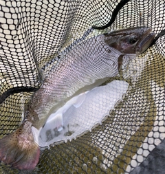 ヤマメの釣果