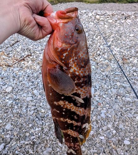 アコウの釣果