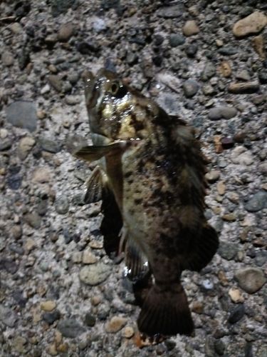 クロソイの釣果