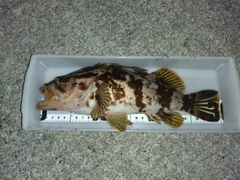 ベッコウゾイの釣果