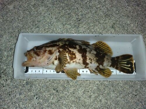 ベッコウゾイの釣果