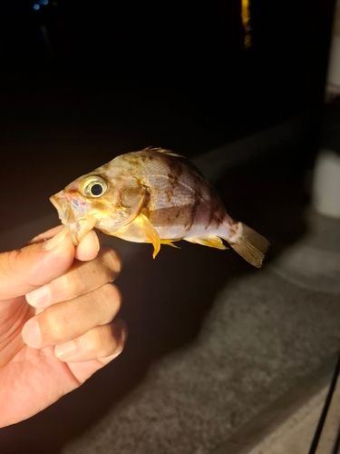 メバルの釣果