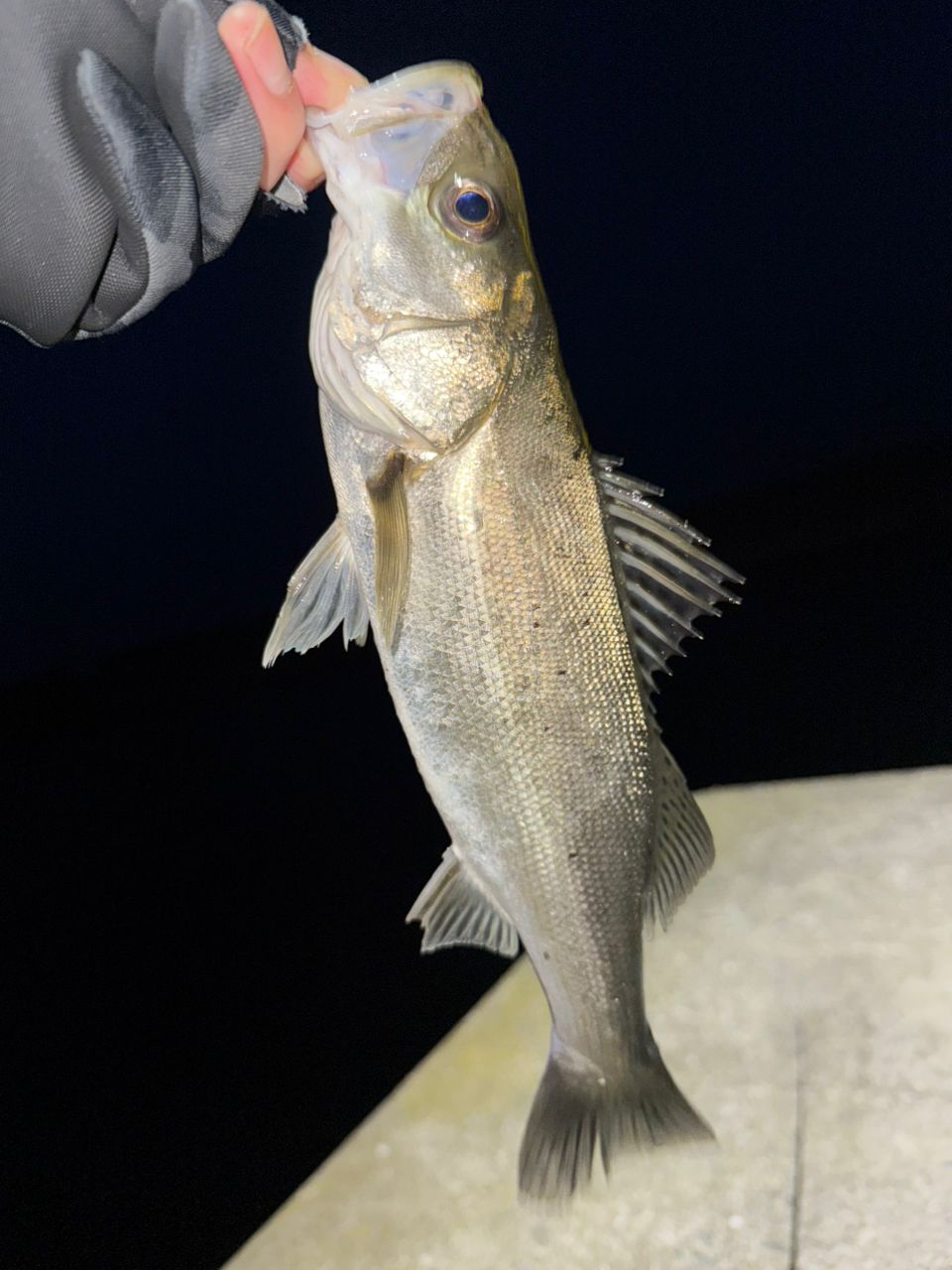 フッコ（マルスズキ）