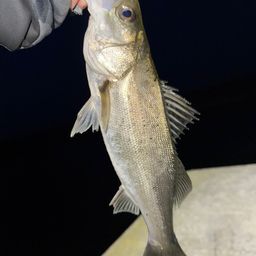 フッコ（マルスズキ）