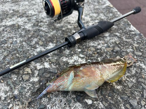 アカササノハベラの釣果