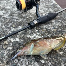 アカササノハベラ