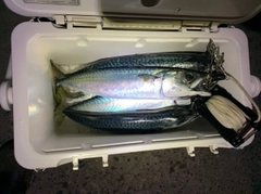サバの釣果