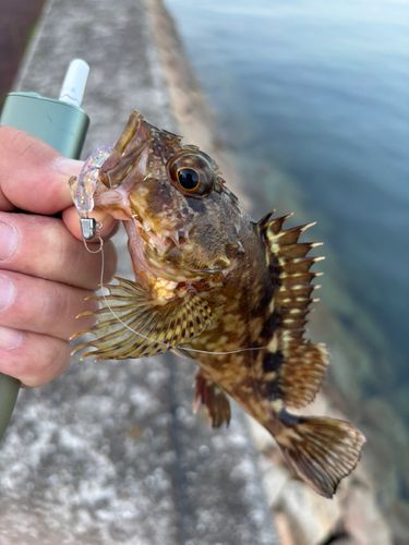 ガシラの釣果