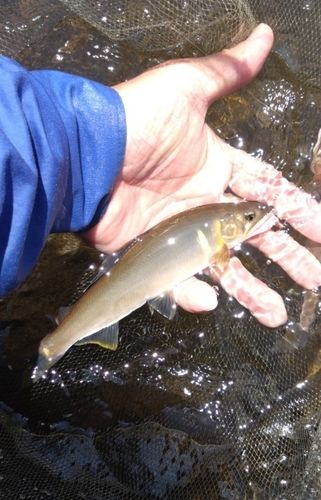 アユの釣果