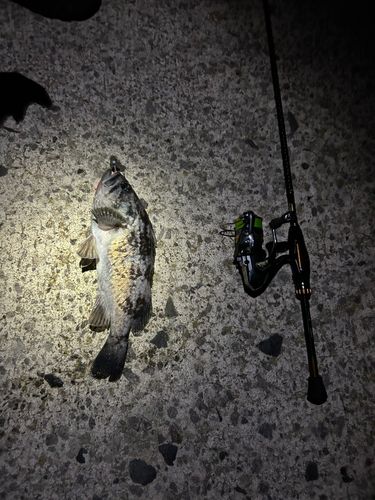 ソイの釣果
