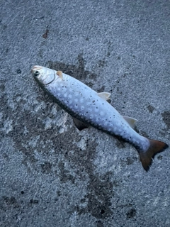 アメマスの釣果