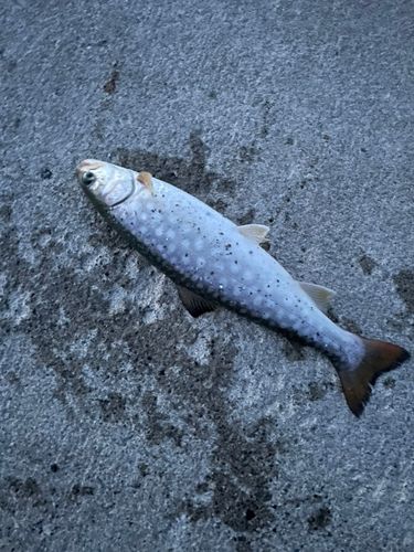 アメマスの釣果