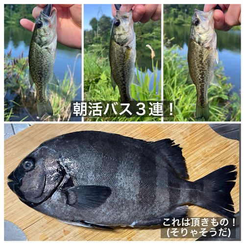 ブラックバスの釣果