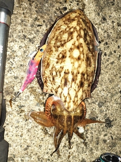 コウイカの釣果