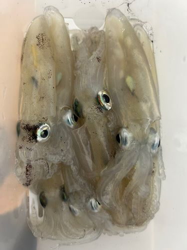 ヒイカの釣果