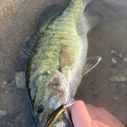 スモールマウスバス