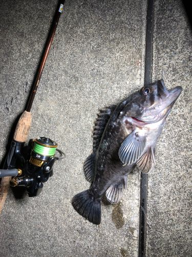 クロソイの釣果