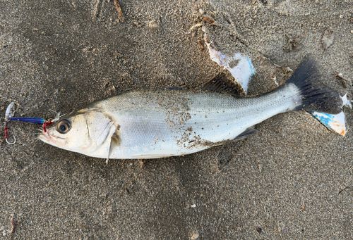 フッコ（ヒラスズキ）の釣果