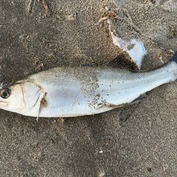 フッコ（ヒラスズキ）