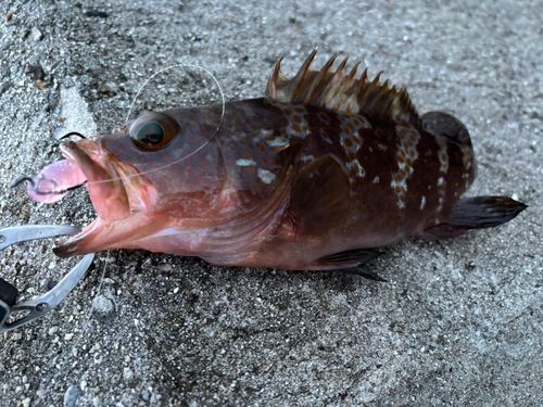 アコウの釣果