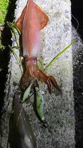ケンサキイカの釣果