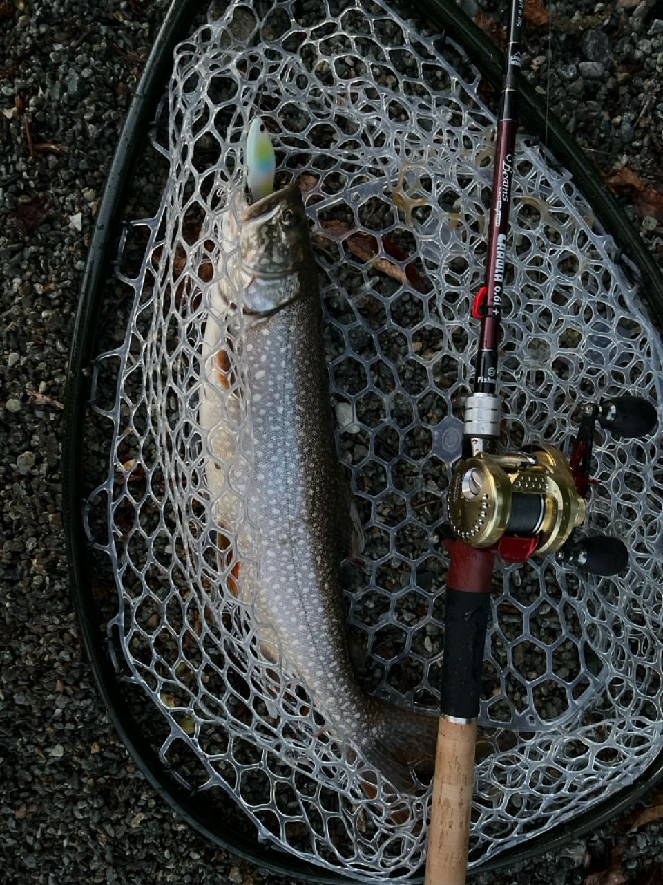 レイクトラウト