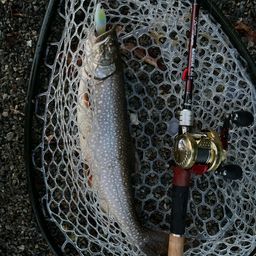 レイクトラウト