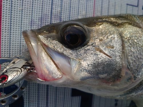 セイゴ（マルスズキ）