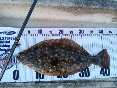 ヒラメの釣果