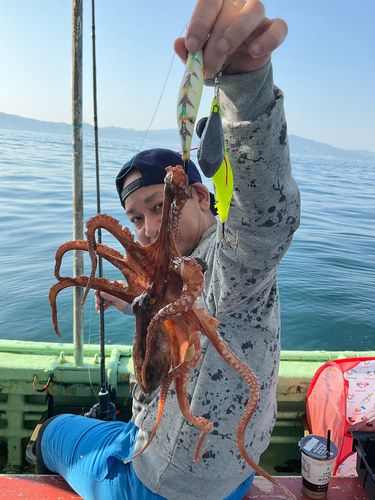 タコの釣果