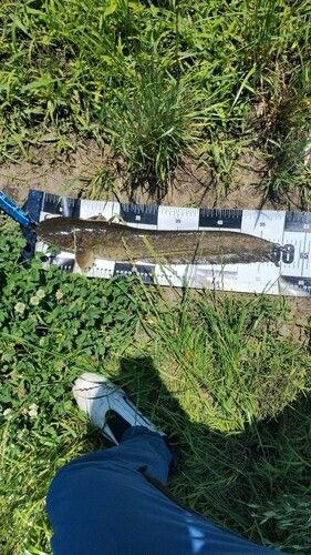 マナマズの釣果