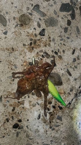 タコの釣果