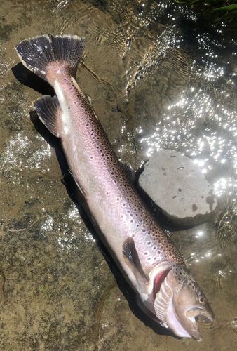 ニジマスの釣果