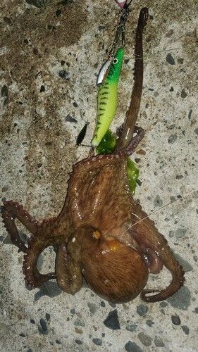 タコの釣果