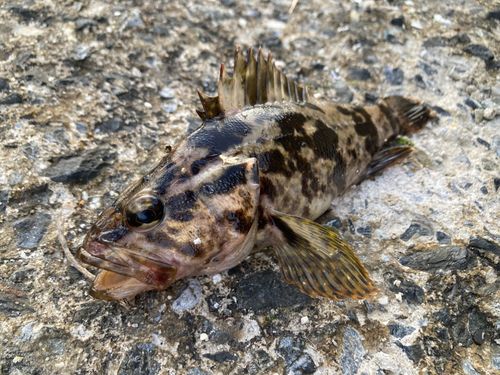 タケノコメバルの釣果